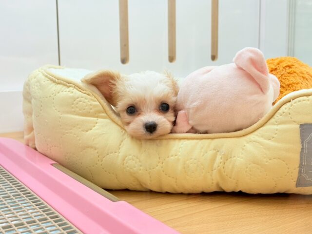ミックス犬（ハーフ犬）
