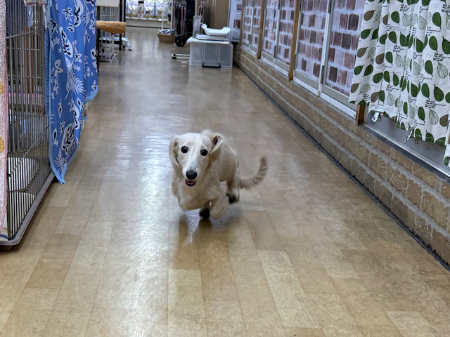 ミニチュアダックス