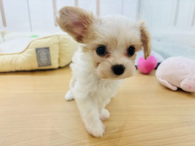 ミックス犬（ハーフ犬）