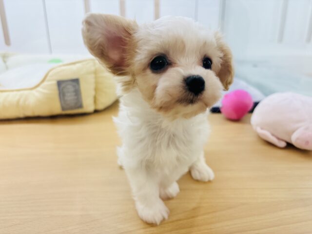 ミックス犬（ハーフ犬）