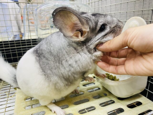 チンチラ