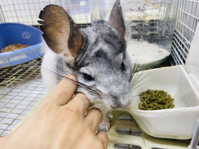 チンチラ