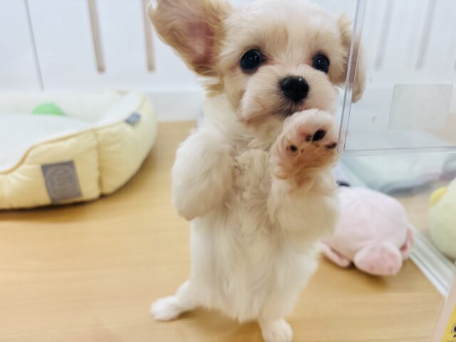 ミックス犬（ハーフ犬）