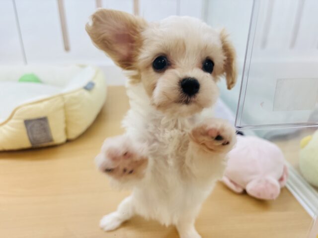 ミックス犬（ハーフ犬）