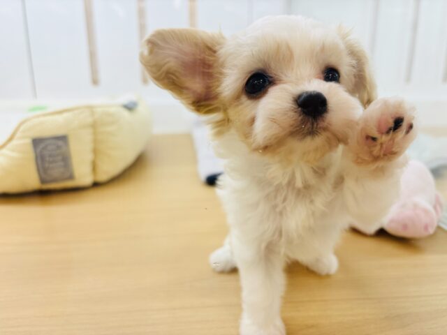 ミックス犬（ハーフ犬）