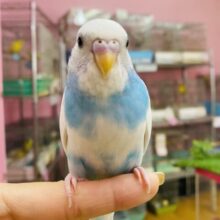 最新画像有ります❗️晴天の青空🌟穏やかな雰囲気のキュートな子🩵セキセイインコのパイド！！