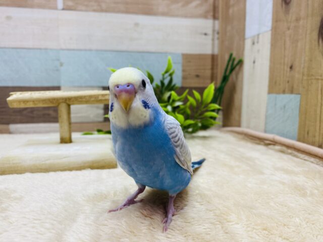 セキセイインコ