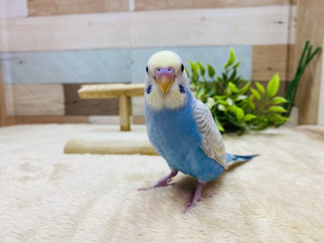 セキセイインコ