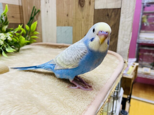 セキセイインコ