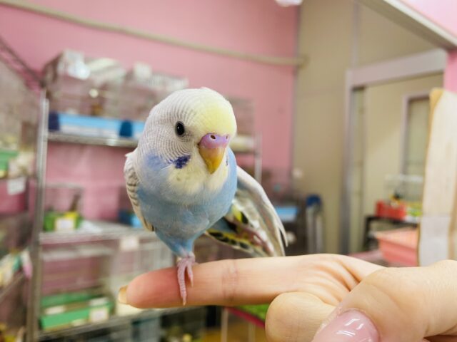 セキセイインコ