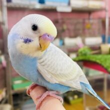 最新画像有ります🌟レアカラー⁉️ステキな予感がします…🩷セキセイインコパステル系