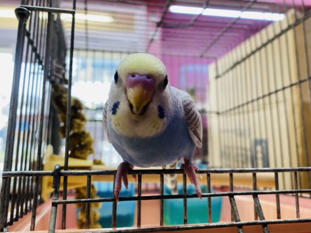 セキセイインコ