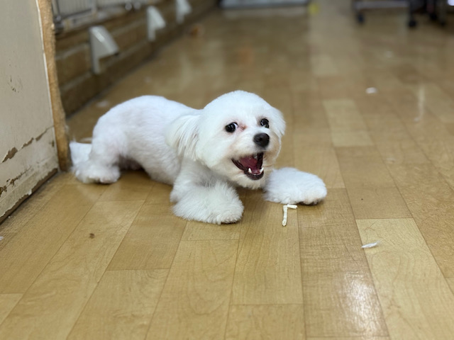チワビション