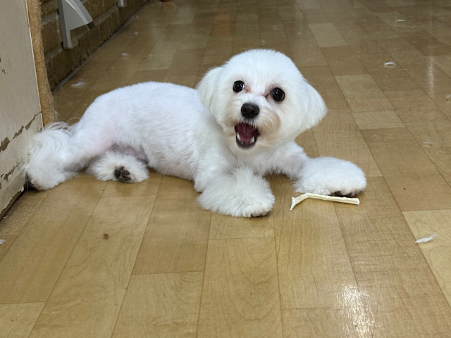 チワビション