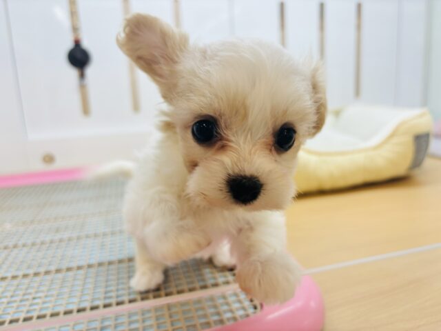 ミックス犬（ハーフ犬）