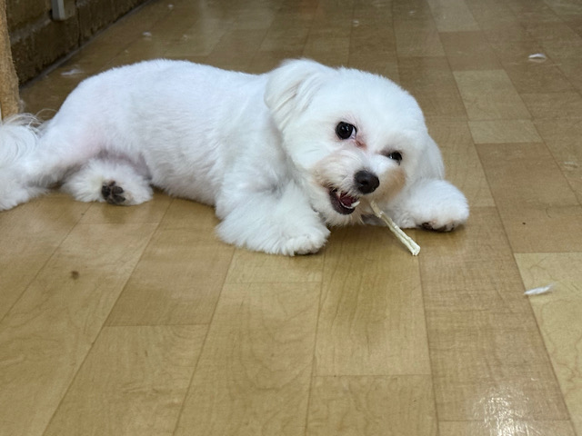 チワビション