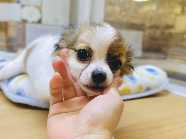 ポメチー（ポメチワ）