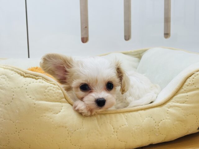 ミックス犬（ハーフ犬）