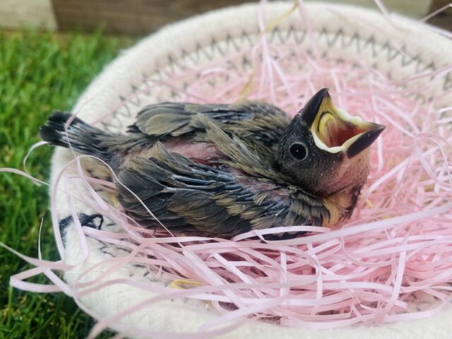 桜文鳥