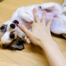 むっちりボディ🤍ポメチワの女の子🎵