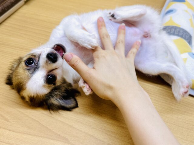 むっちりボディ🤍ポメチワの女の子🎵