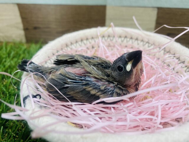 桜文鳥