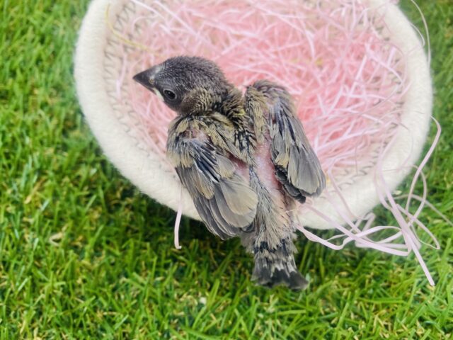 桜文鳥