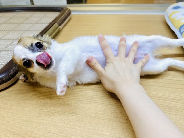 ポメチー（ポメチワ）