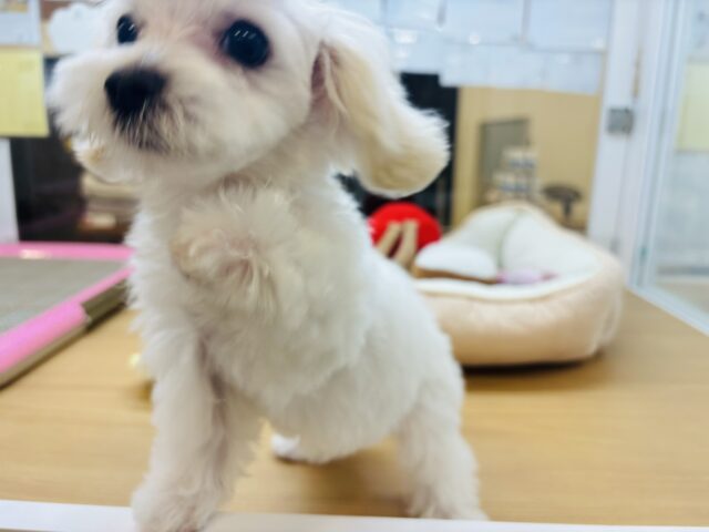 マルプー