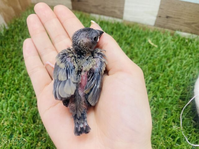 桜文鳥