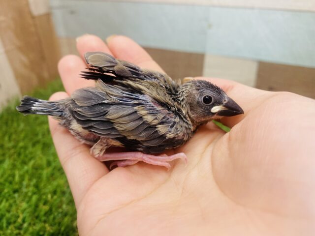桜文鳥