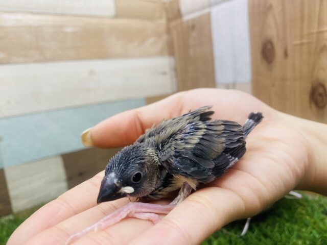 桜文鳥