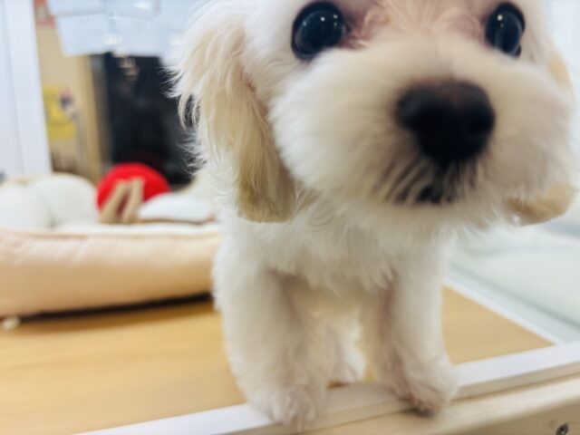 マルプー