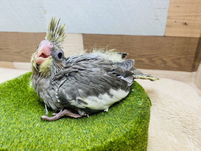 オカメインコ