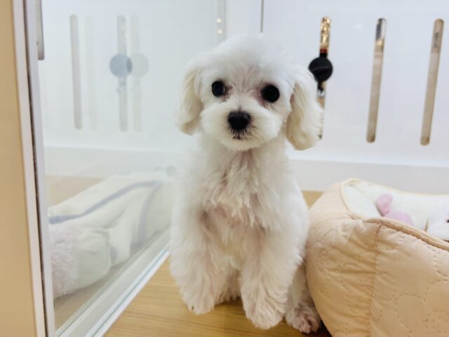 マルプー