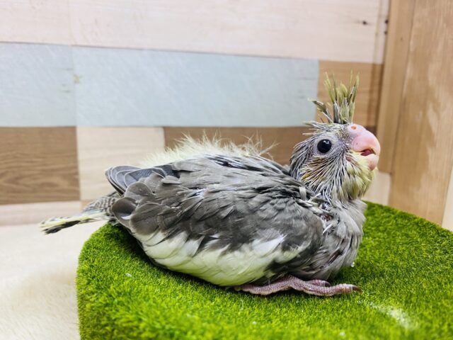 オカメインコ