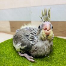 落ち着いたノーマルカラーも素敵でしょ💓ちょこんとした王冠のオカメインコ‼️
