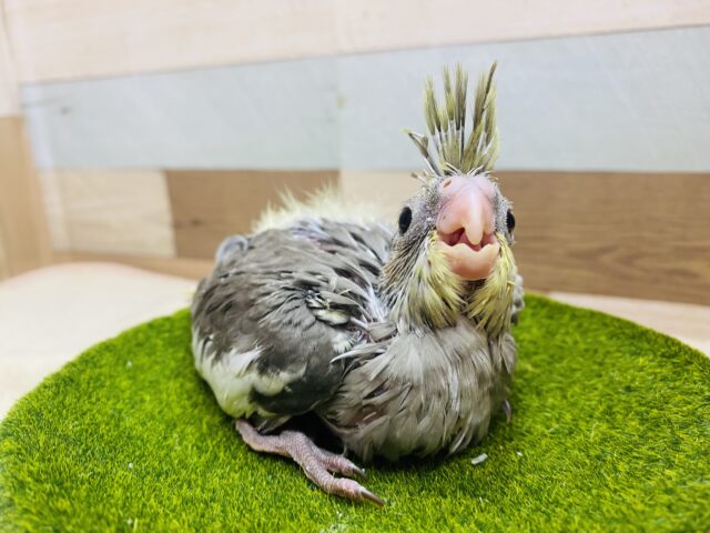 落ち着いたノーマルカラーも素敵でしょ💓ちょこんとした王冠のオカメインコ‼️