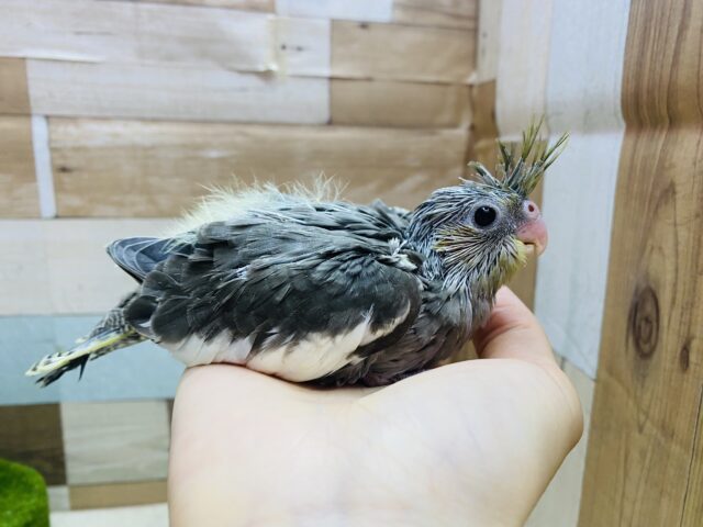オカメインコ