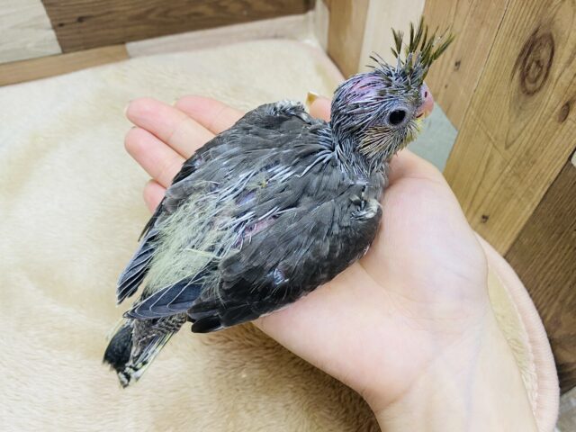 オカメインコ