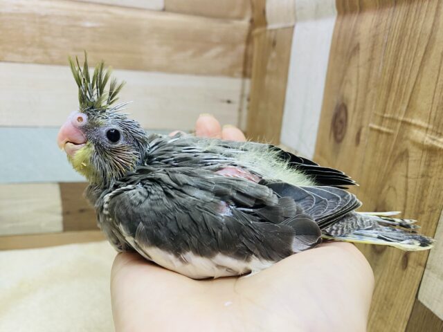 オカメインコ