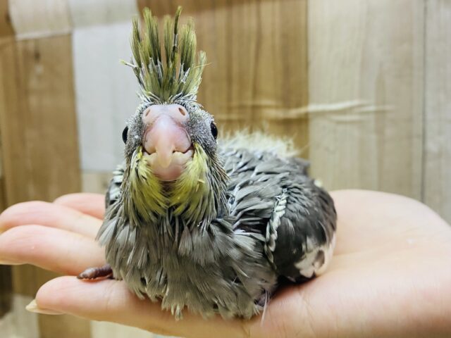 オカメインコ