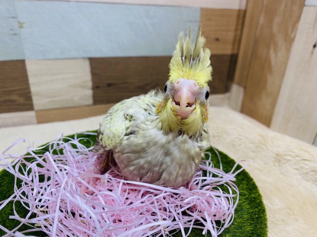 オカメインコ