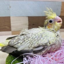 パール模様のドレス素敵でしょ〜✨ニッコリスマイル😊オカメインコのシナモンパール❗️