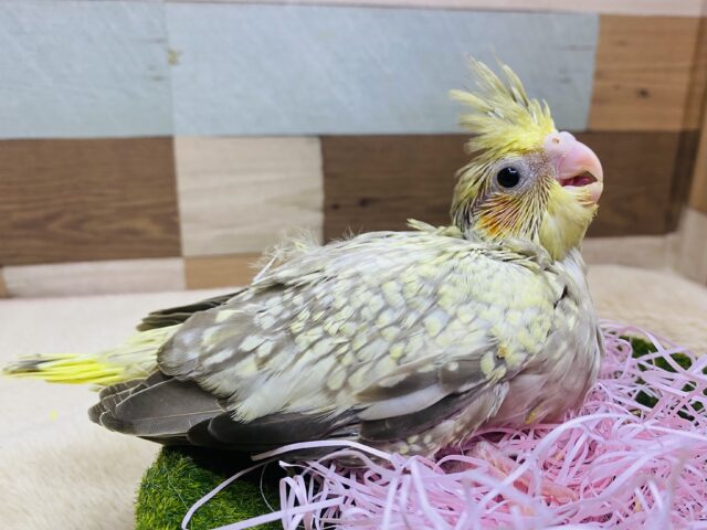 パール模様のドレス素敵でしょ〜✨ニッコリスマイル😊オカメインコのシナモンパール❗️
