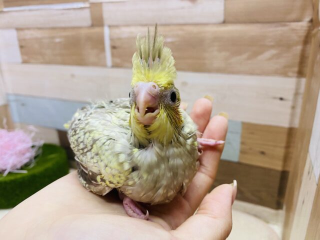 オカメインコ