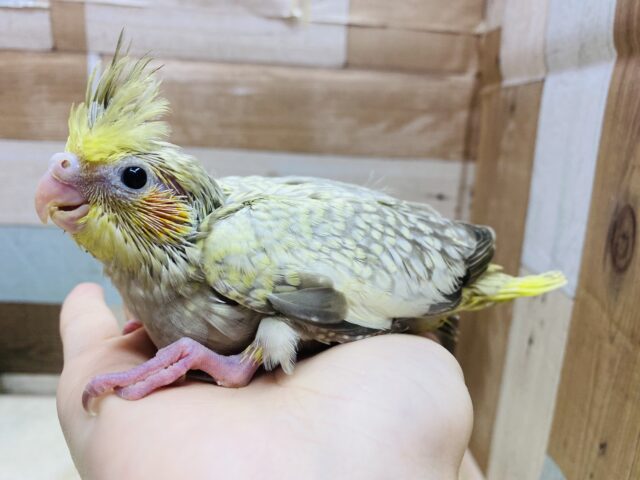 オカメインコ