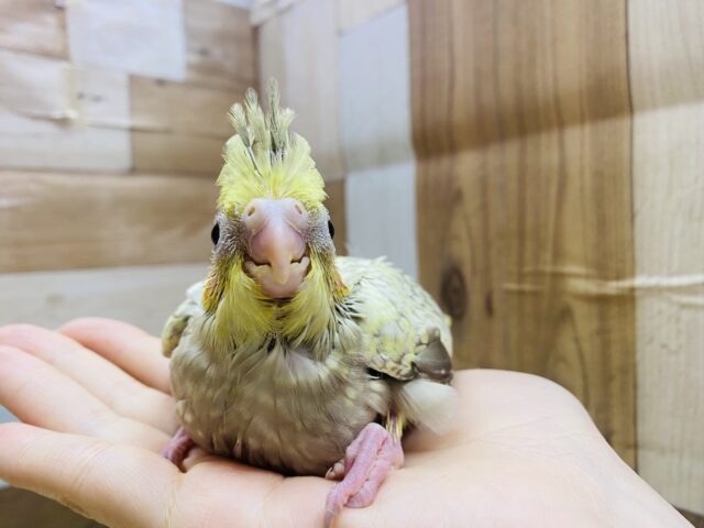 オカメインコ