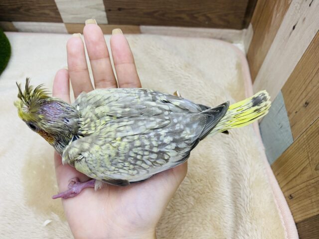 オカメインコ