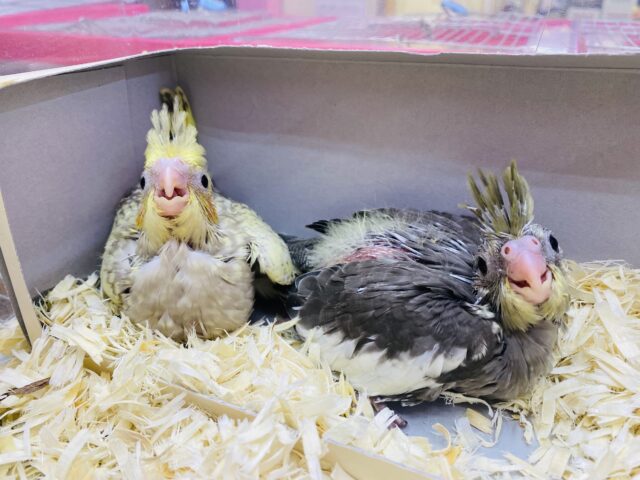 オカメインコ